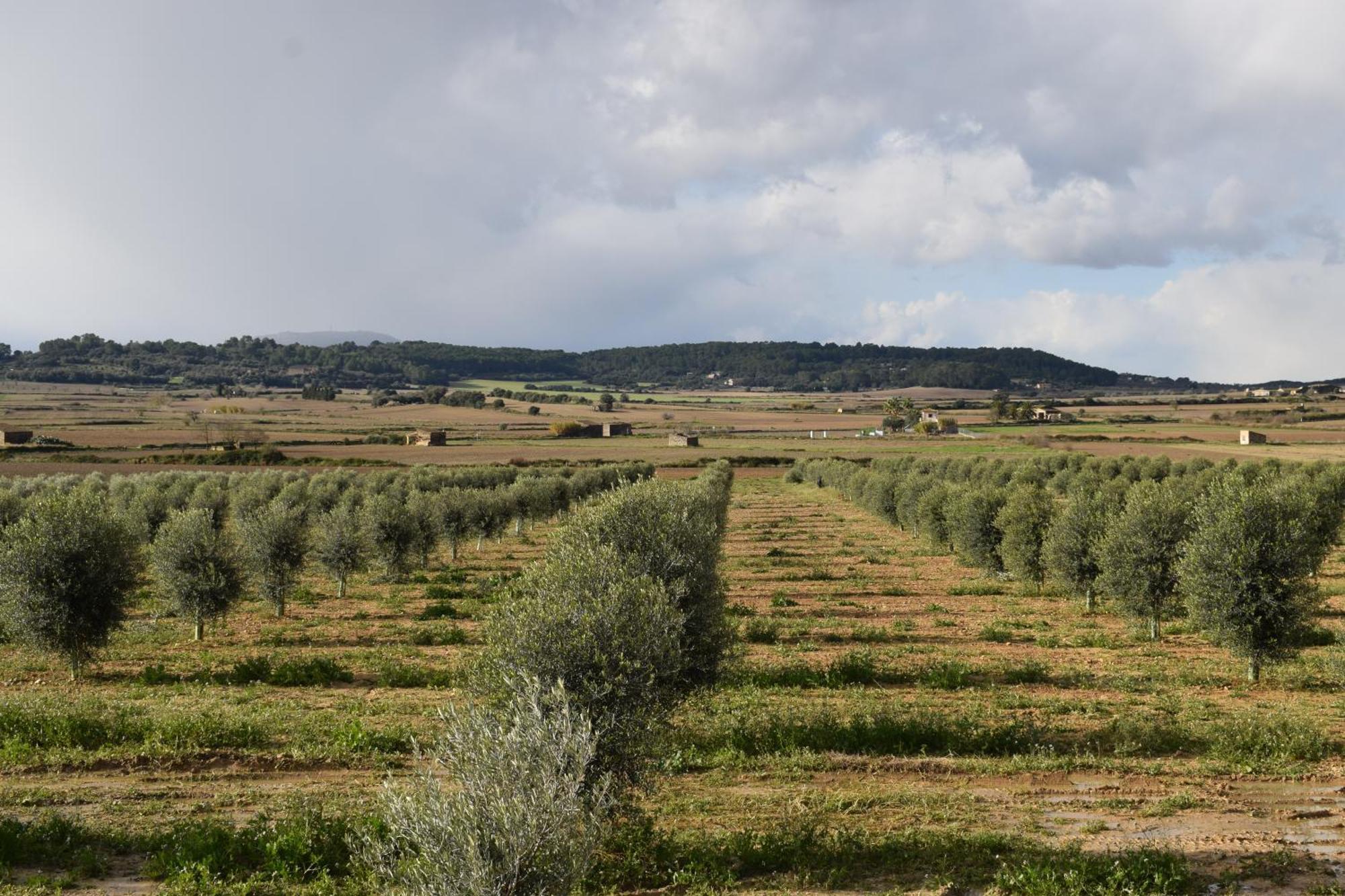 Agroturisme Gossalba Sant Joan Pokój zdjęcie